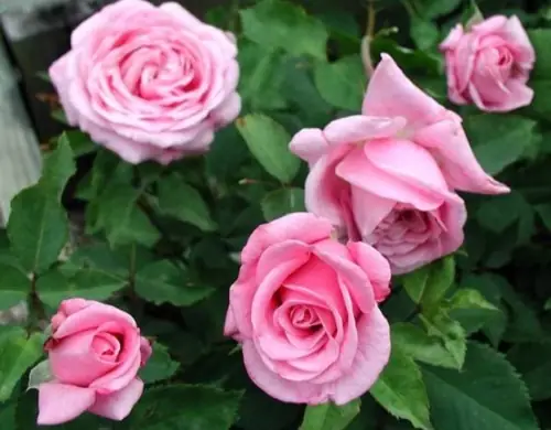 Mơ Thấy Hoa Nở Trên Cây: Ý Nghĩa Tổng Hợp Và Giải Mã Chi Tiết