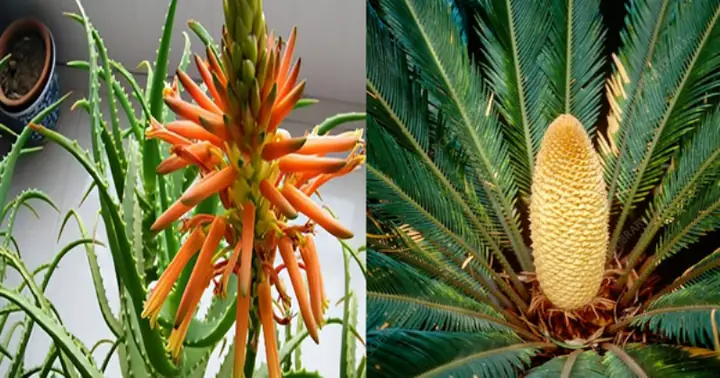 Mơ Thấy Hoa Nở Trên Cây: Ý Nghĩa Tổng Hợp Và Giải Mã Chi Tiết