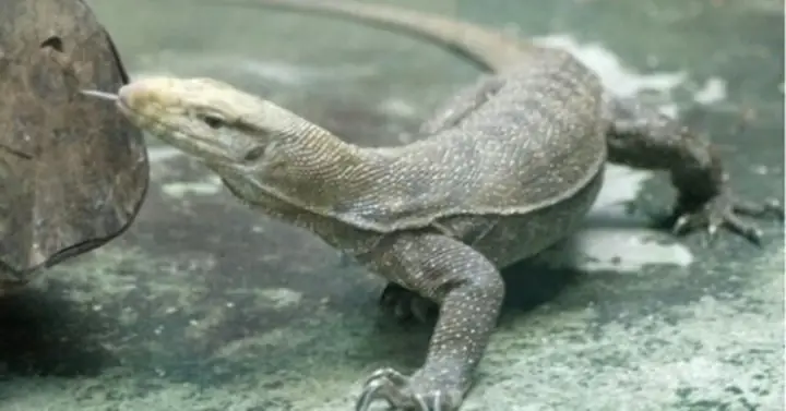 Mơ Thấy Kỳ Nhông: Ý Nghĩa, Điềm Báo Và Giải Đáp Chi Tiết