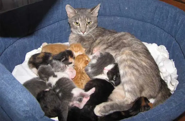 Giấc Mơ Thấy Mèo Đẻ: Ý Nghĩa Từ Tâm Lý Học Đến Dân Gian Và Lời Khuyên Thực Tế