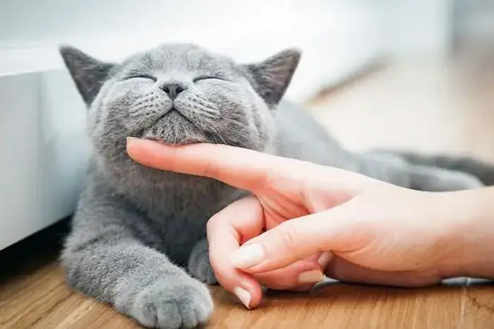 Giấc Mơ Thấy Mèo Đen Nhỏ: Ý Nghĩa Từ Tâm Linh Đến Khoa Học