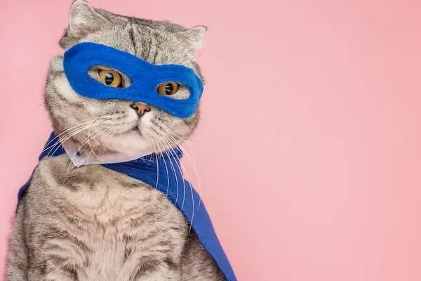 Giấc Mơ Thấy Mèo Đen Và Trắng: Giải Mã Ý Nghĩa Từ Tâm Lý Đến Văn Hóa