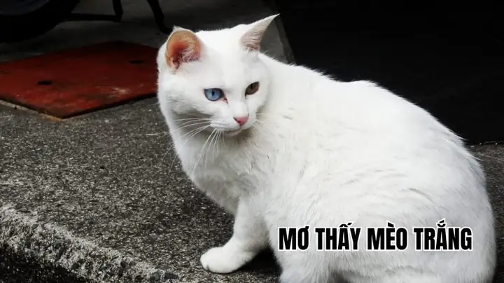Giấc Mơ Thấy Mèo Đen Và Trắng: Giải Mã Ý Nghĩa Từ Tâm Lý Đến Văn Hóa