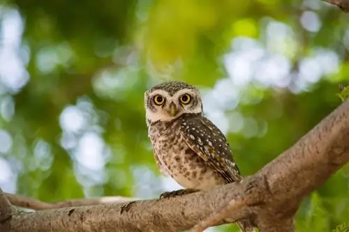 Mơ Thấy Cú Mèo: Giải Mã Ý Nghĩa, Điềm Báo Và Con Số May Mắn Toàn Diện