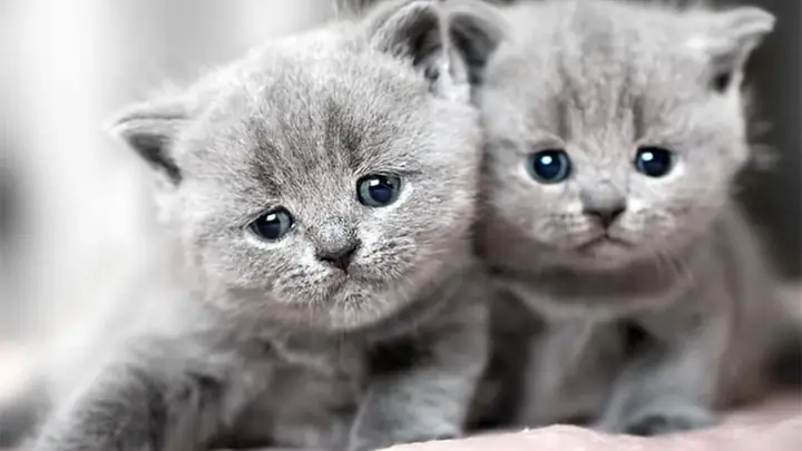 Mơ Thấy Mèo Là Điềm Gì? Giải Mã Ý Nghĩa Và Con Số May Mắn