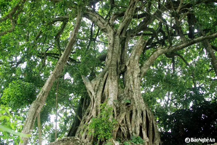 Giấc Mơ Thấy Mình Bị Nhập Đồng: Giải Mã Ý Nghĩa & Cách Hóa Giải Thực Tế