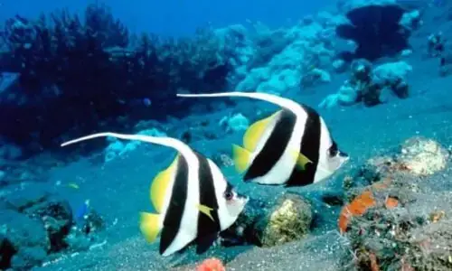 Giấc Mơ Thăng Chức: Giải Mã Ý Nghĩa Tâm Lý Và Ứng Dụng Thực Tế