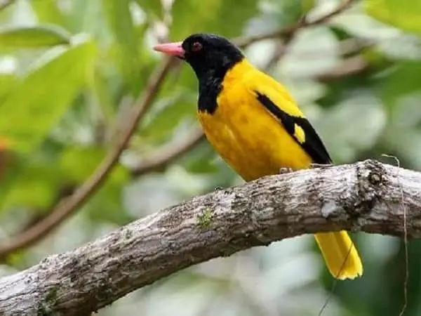 Mơ Thấy Mông Phụ Nữ: Ý Nghĩa Tâm Lý Và Văn Hóa Được Giải Mã