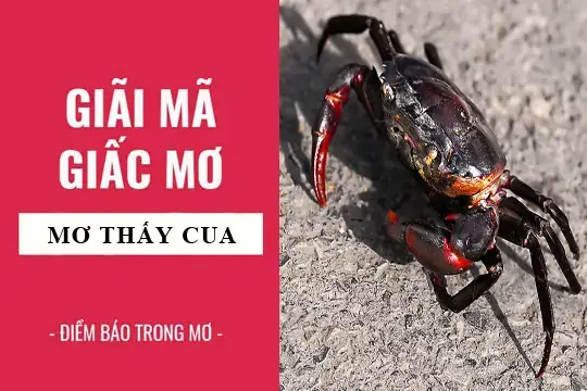 Mua Ghẹ Trong Giấc Mơ: Ý Nghĩa Tâm Linh, Khoa Học Và Lời Khuyên Thực Tế