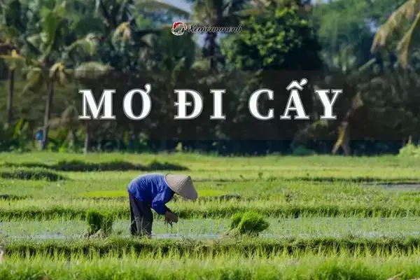 Giấc Mơ Thấy Người Khác Cấy Lúa: Giải Mã Ý Nghĩa Tâm Lý Và Ứng Dụng Thực Tế