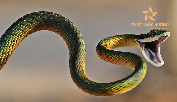 Mơ Thấy Người Thân Giết Rắn: Ý Nghĩa Và Lời Giải Đoạn Chi Tiết