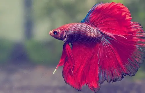 Mơ Thấy Nhiều Cá Trong Bể: Ý Nghĩa Và Lời Giải Đoán