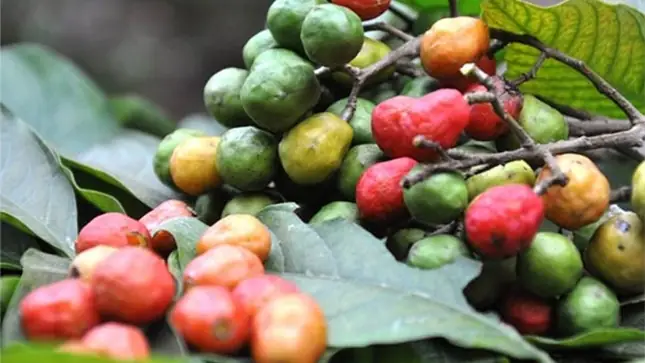 Mơ Thấy Quả Dâu Da: Giải Mã Ý Nghĩa Từ A Đến Z