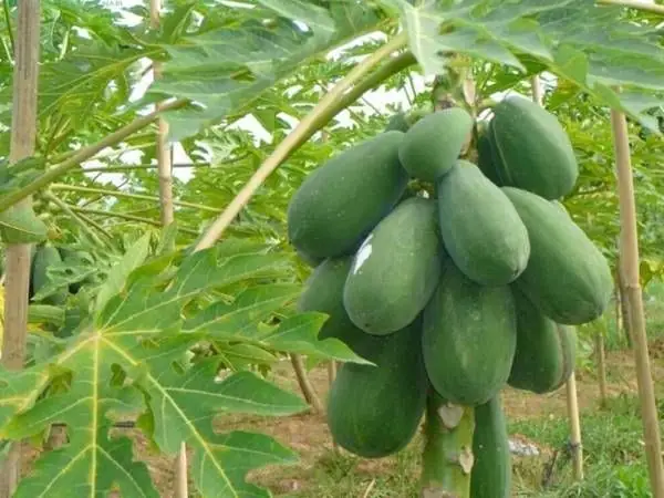 Mơ Thấy Quả Đu Đủ Xanh: Ý Nghĩa Chi Tiết Và Điềm Báo Cần Biết