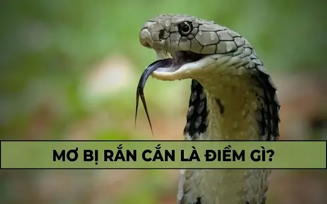 Mơ Thấy Rắn Cắn: Ý Nghĩa Và Giải Mã Chi Tiết Theo Từng Tình Huống