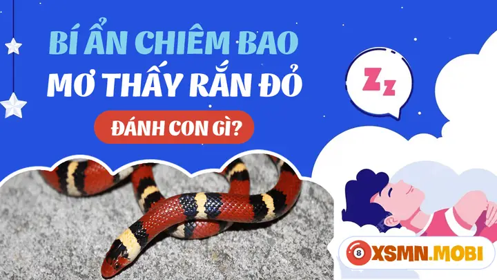 Mơ Thấy Rắn Đỏ Đuổi Theo: Ý Nghĩa Và Cách Hiểu Theo Nhiều Góc Độ