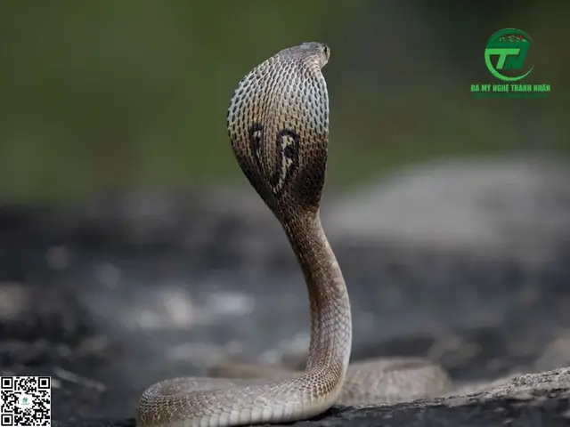 Mơ Thấy Rắn Hổ Mang Đen: Ý Nghĩa Và Phân Tích Chi Tiết