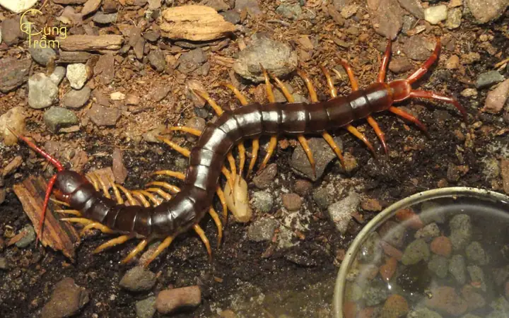 Giấc Mơ Thấy Rết To: Ý Nghĩa Tâm Linh, Tâm Lý Và Cách Ứng Phó Thực Tế