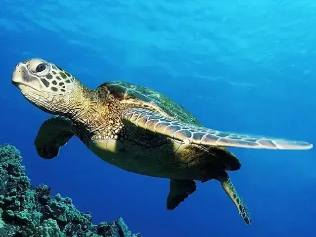 Mơ Thấy Rùa Đen: Giải Mã Toàn Diện Từ Tâm Linh Đến Thực Tiễn