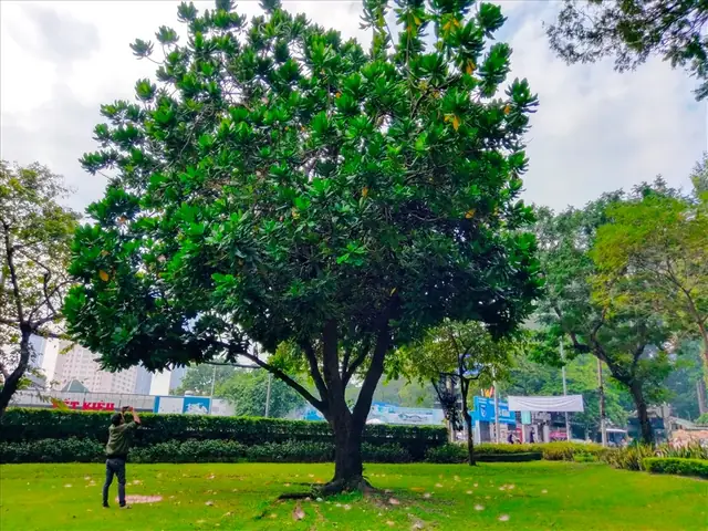 Giấc Mơ Thấy Sư Tử Đuổi: Giải Mã Ý Nghĩa & Lời Khuyên Thực Tế