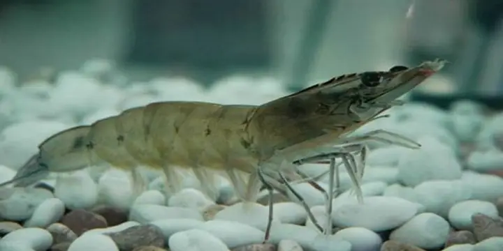 Mơ Thấy Tôm: Ý Nghĩa Giấc Mơ Và Số May Mắn Theo Văn Hóa Dân Gian