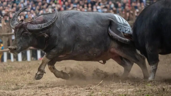 Mơ Thấy Trâu Húc Nhau: Giải Mã Thông Điệp Tiềm Thức Và Ứng Xử Thông Minh