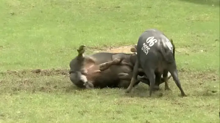 Mơ Thấy Trâu Húc Nhau: Giải Mã Thông Điệp Tiềm Thức Và Ứng Xử Thông Minh