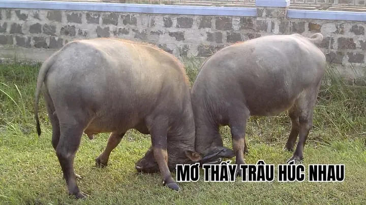 Mơ Thấy Trâu Húc Nhau: Giải Mã Thông Điệp Tiềm Thức Và Ứng Xử Thông Minh