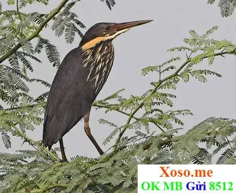 Mơ Thấy Xương Động Vật: Giải Mã Ý Nghĩa Tâm Lý Và Thông Điệp Sâu Sắc