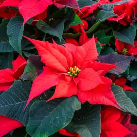 Mơ Trong Mơ Là Gì? Giải Mã Hiện Tượng Kỳ Lạ Và Ý Nghĩa Tâm Linh