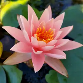 Mơ Trong Mơ Là Gì? Giải Mã Hiện Tượng Kỳ Lạ Và Ý Nghĩa Tâm Linh