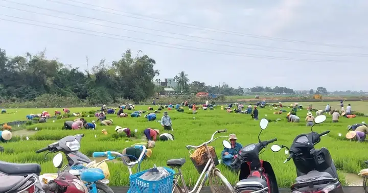 Giấc Mơ Nhổ Mạ: Ý Nghĩa Sâu Sắc Và Điềm Báo Trong Cuộc Sống