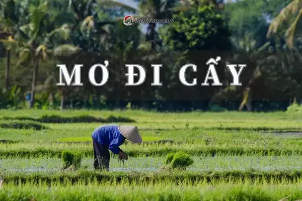 Giấc Mơ Nhổ Mạ: Ý Nghĩa Sâu Sắc Và Điềm Báo Trong Cuộc Sống