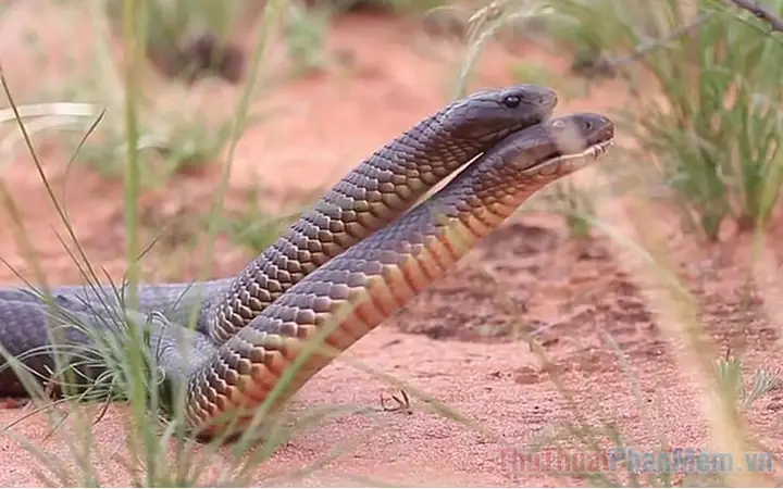 Giấc Mơ Thấy 2 Con Rắn Là Gì? Phân Tích Biểu Tượng Từ Góc Nhìn Tâm Lý Học