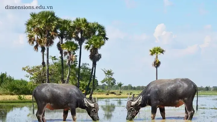 Giấc Mơ Thấy Hai Con Trâu: Ý Nghĩa Từ Văn Hóa Đến Tâm Lý