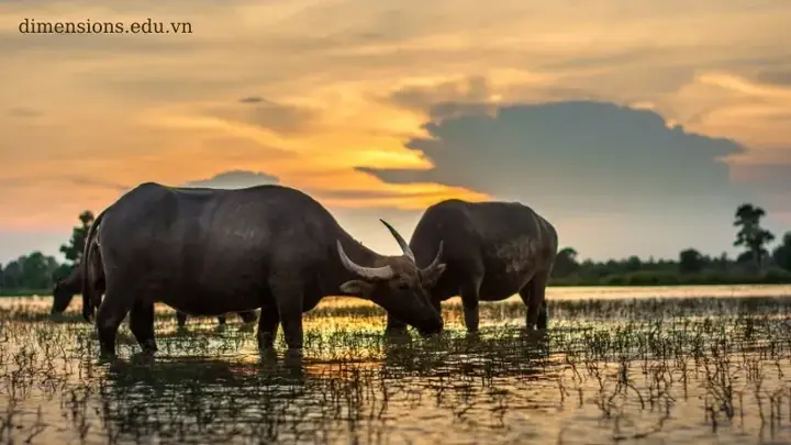 Giấc Mơ Thấy Hai Con Trâu: Ý Nghĩa Từ Văn Hóa Đến Tâm Lý