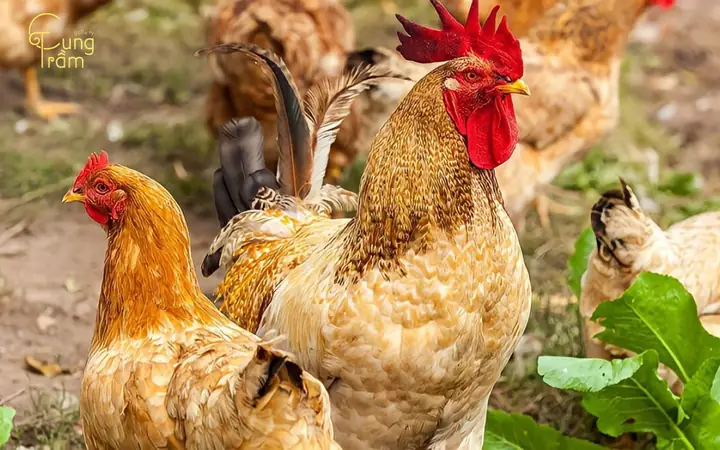 Giấc Mơ Thấy Bắt Gà: Ý Nghĩa Tâm Lý Và Sự Thật Về Biểu Tượng Văn Hóa