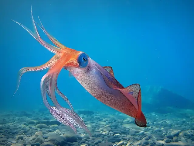 Nằm Mơ Thấy Bắt Mực: Giải Mã Chi Tiết Và Ứng Dụng Thực Tế