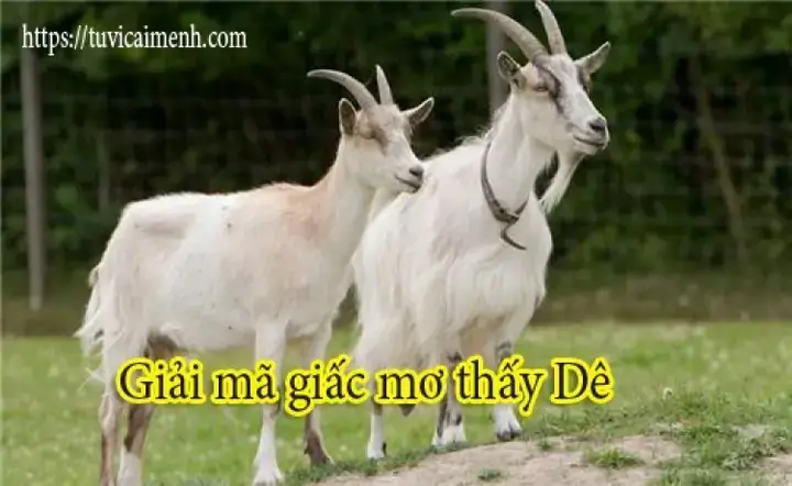 Giấc Mơ Thấy Bị Dê Xồm: Giải Mã Ý Nghĩa Tâm Lý & Lời Khuyên Thực Tế