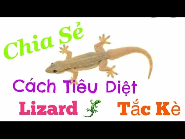 Nằm Mơ Thấy Bò Sát: Giải Mã Ý Nghĩa Tâm Lý & Biểu Tượng Văn Hóa