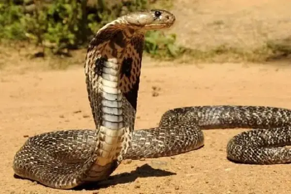 Nằm Mơ Thấy Bò Sát: Giải Mã Ý Nghĩa Tâm Lý & Biểu Tượng Văn Hóa