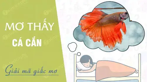 Nằm Mơ Thấy Cá Cắn Tay: Ý Nghĩa Chi Tiết Và Lời Khuyên Thực Tế