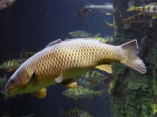 Nằm Mơ Thấy Cá Chép Đỏ: Ý Nghĩa Từ Dân Gian Đến Phong Thủy