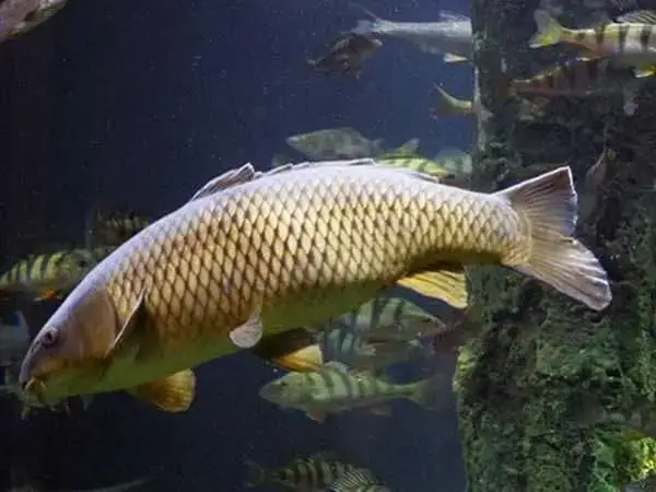 Cá Chép Trắng Trong Giấc Mơ: Giải Mã Ý Nghĩa Từ Tâm Linh Đến Tâm Lý