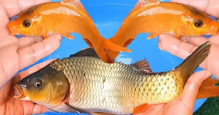 Cá Chép Trắng Trong Giấc Mơ: Giải Mã Ý Nghĩa Từ Tâm Linh Đến Tâm Lý