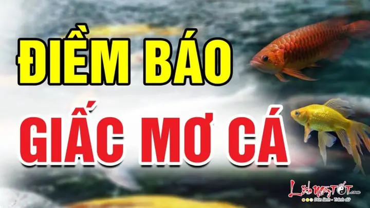 Nằm Mơ Thấy Người Khác Câu Được Cá To: Ý Nghĩa Tích Cực Và Điềm Báo