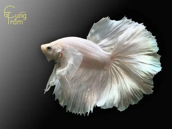 Nằm Mơ Thấy Cá Trắng Là Điềm Gì? Giải Mã Toàn Diện Từ Góc Độ Khoa Học, Văn Hóa Đến Tâm Lý