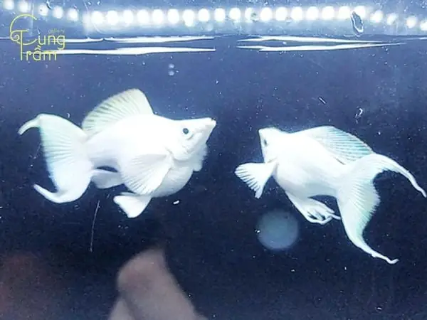 Nằm Mơ Thấy Cá Trắng Là Điềm Gì? Giải Mã Toàn Diện Từ Góc Độ Khoa Học, Văn Hóa Đến Tâm Lý