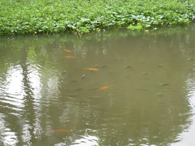 Giấc Mơ Thấy Cá Và Nước: Ý Nghĩa Biểu Tượng Và Phân Tích Từ Góc Độ Tâm Lý Học