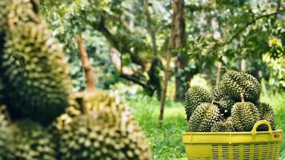 Giấc Mơ Thấy Cây Sầu Riêng - Giải Mã Ý Nghĩa Từ Tâm Lý Đến Văn Hóa